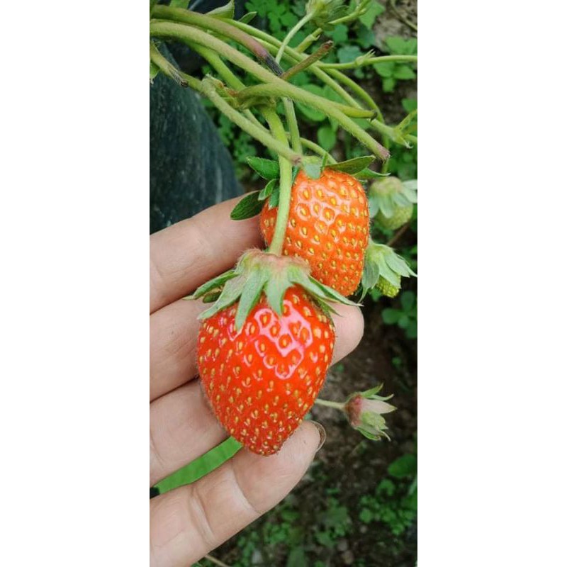 LIVE strawberry plants/hawaiian/texas/winterdawn/akihime