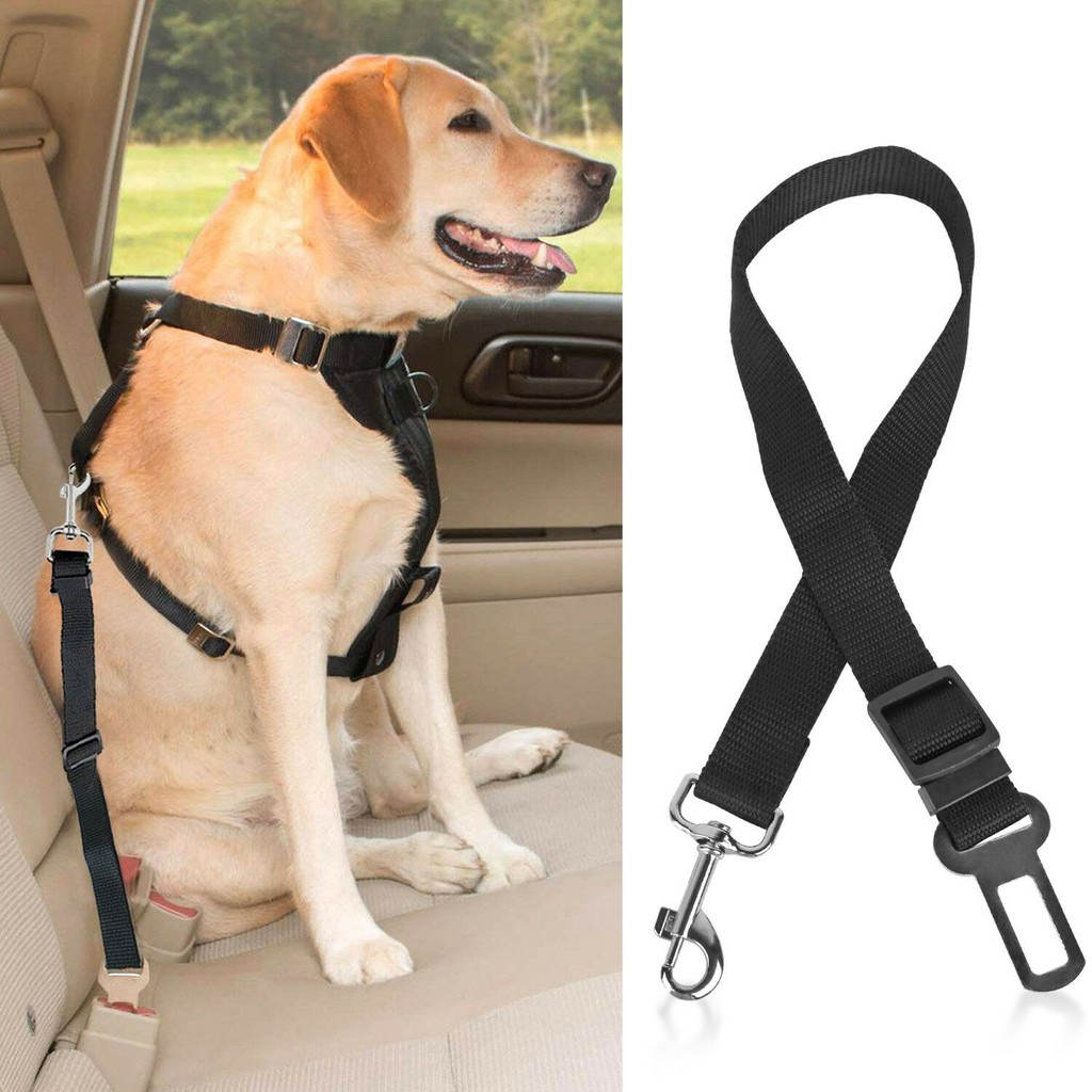 seat belt dog collar