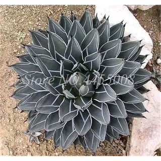 200 Pcs Seeds Mixed Aloe Cacti Agave Bonsai Rare Succulent Plants Agave-Americana Potted Agave Plant #2