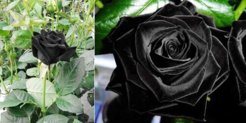 10 BLACK ROSE Rosa Bush Shrub Perennial Flower Seeds