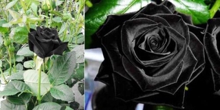 10 BLACK ROSE Rosa Bush Shrub Perennial Flower Seeds #2