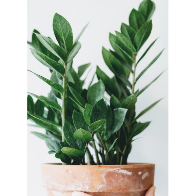 Zamioculcas Zamiifolia Aka Zz Plant Zuzu Plant Aroid Palm Eternity Plant Emerald Plant Indoor Shopee Philippines