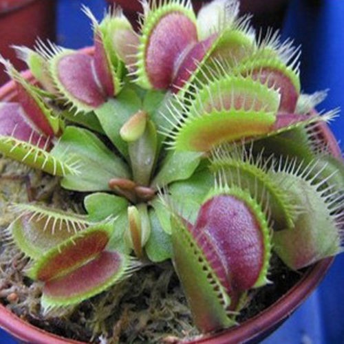 Gambar Bunga Venus  Flytrap Gambar Bagian Tumbuhan