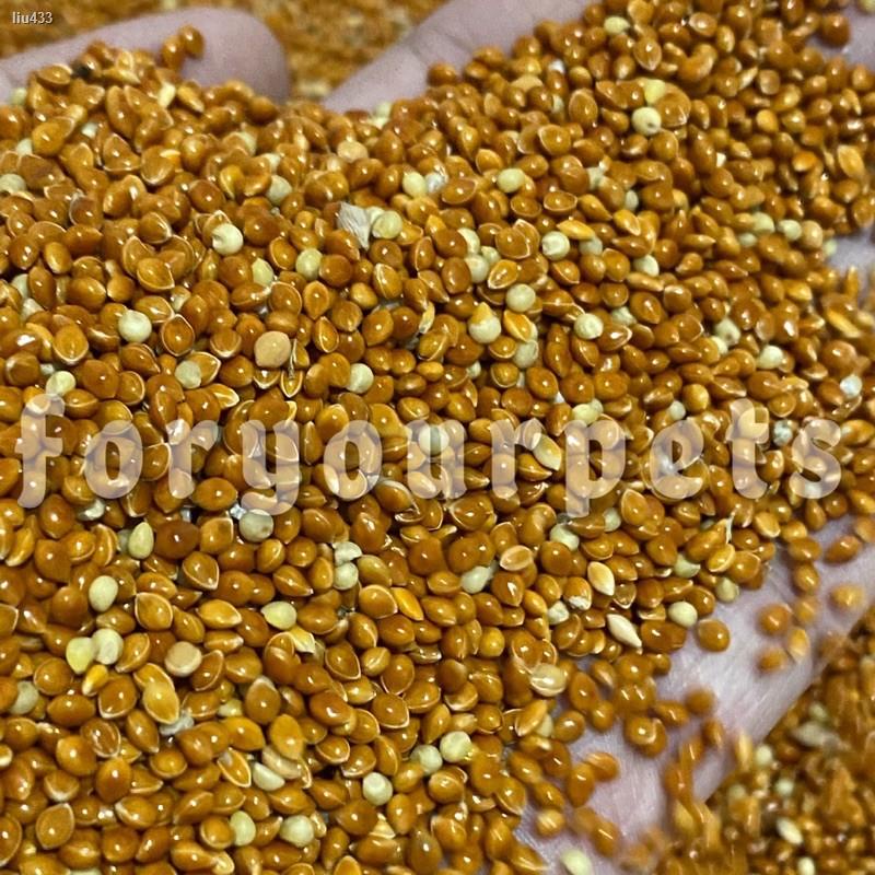 Red Millet Seeds for African Love Birds, Parakeets, Budgies, Pigeons