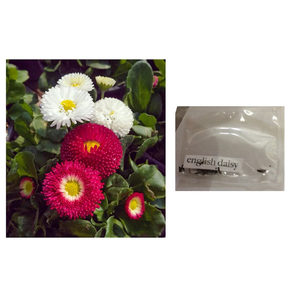 English Daisy Flower Seeds Shopee Philippines