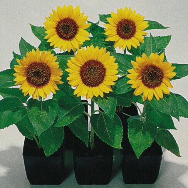 Sunflower Big Smile Seeds Shopee Philippines