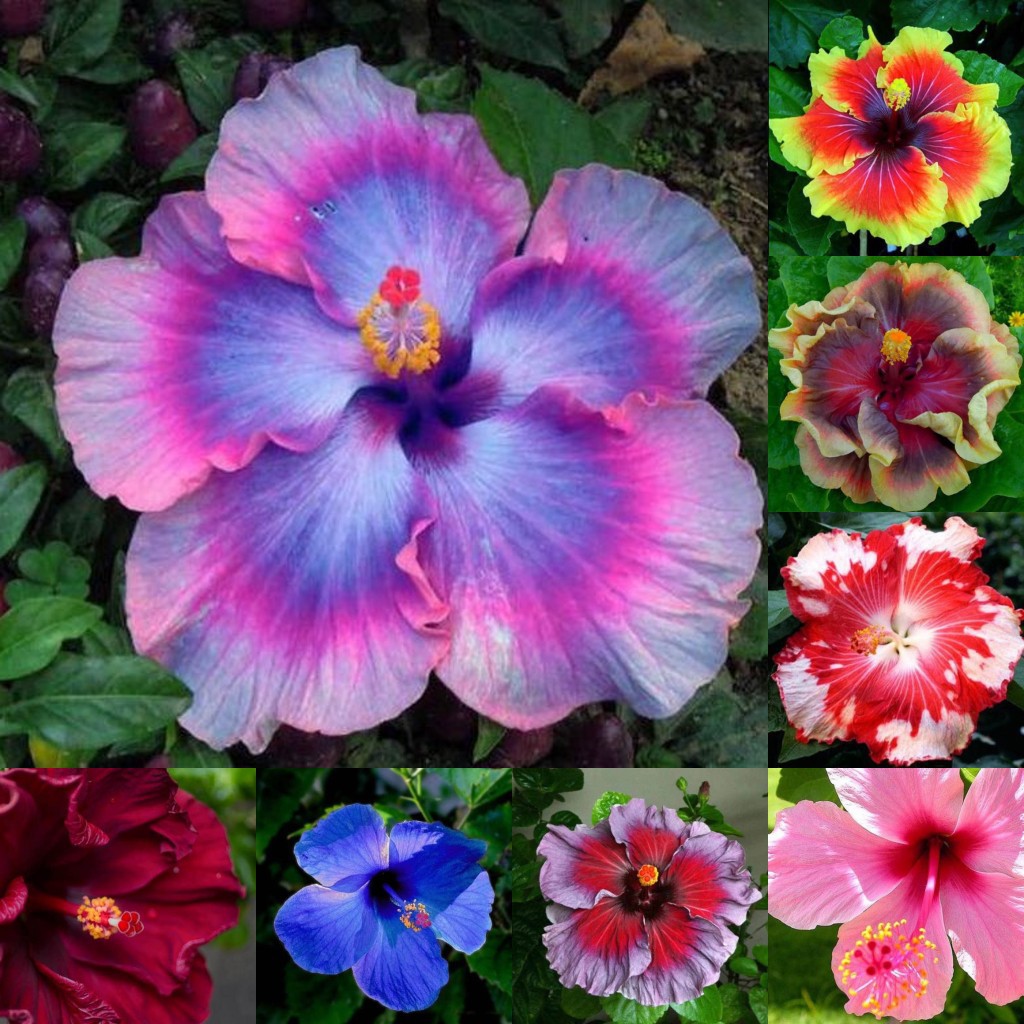 Giant Purple Hibiscus