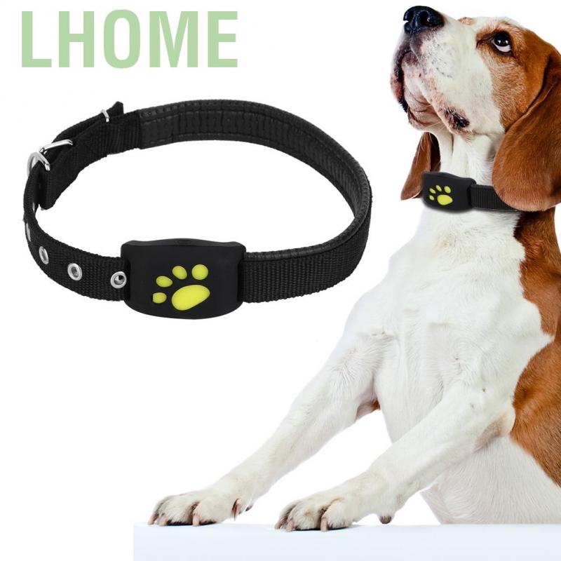 dog collar shop near me