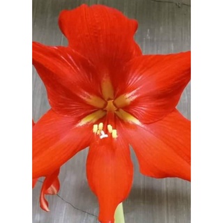 Amaryllis or Lirio Bulb | Shopee Philippines