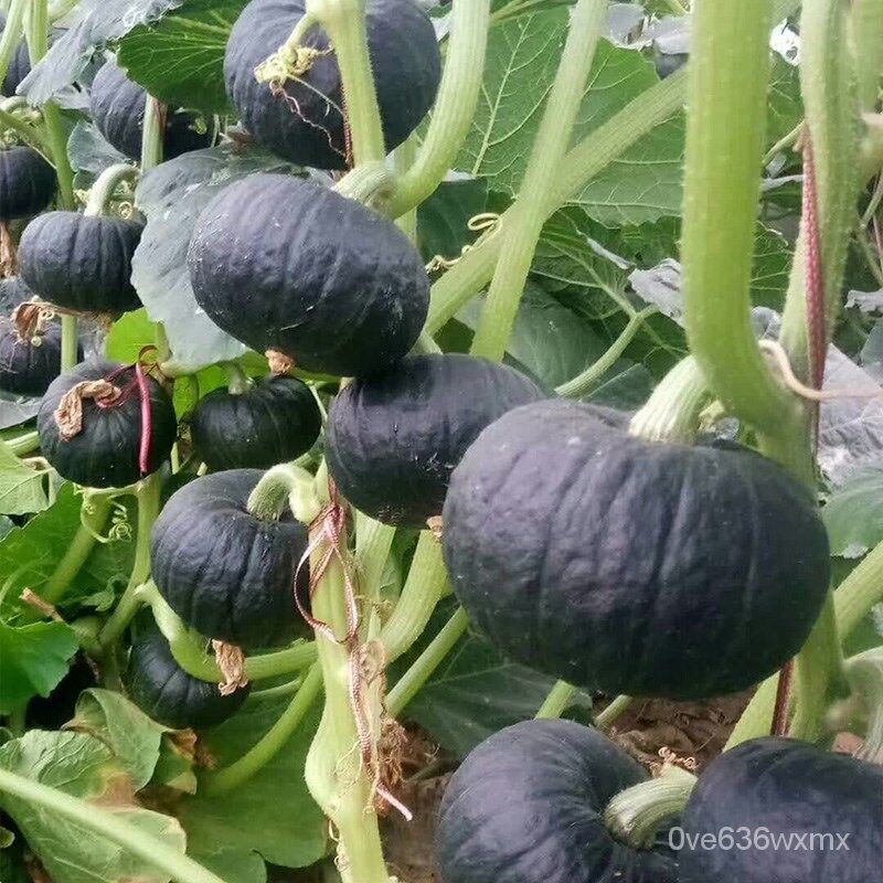 flower seeds/Japan Pumpkin Seeds Sale Mini Chestnut Pumpkin Vegetable Seeds Gardening Bonsai SeedsRe