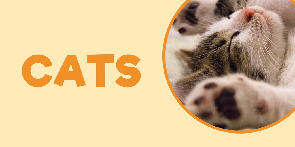 Pet Supplies Express, Online Shop Shopee Philippines