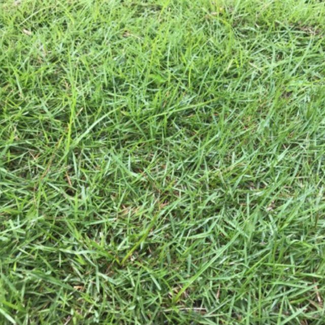 Special grass seeds Shopee Philippines