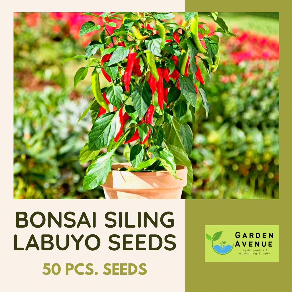 Siling Labuyo Seeds – Capsicum frutescens – MDNT