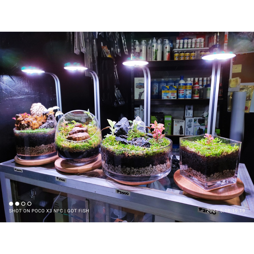 AQ -DOT Ledstar Terrarium Light/Wabi-Kusa/Lamp/Led #3