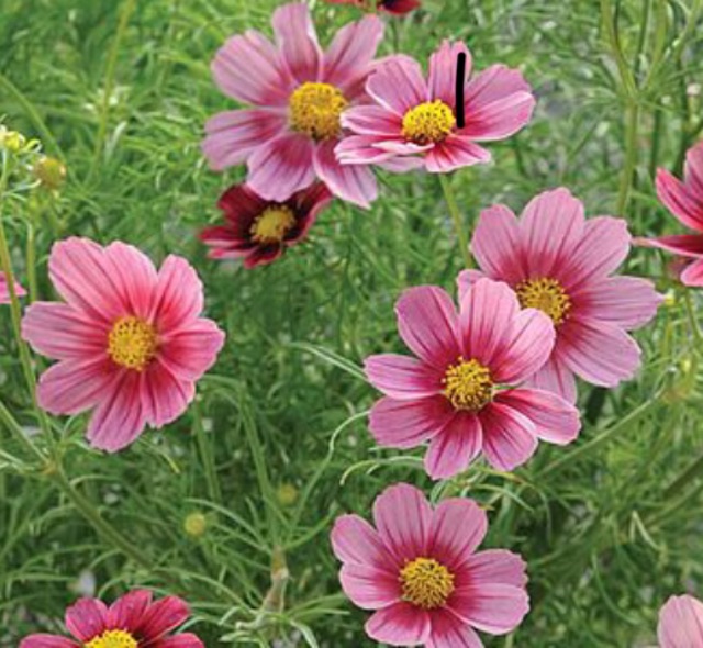 Cosmos Bipinnatus ‘Antiquity’ Flower Seeds