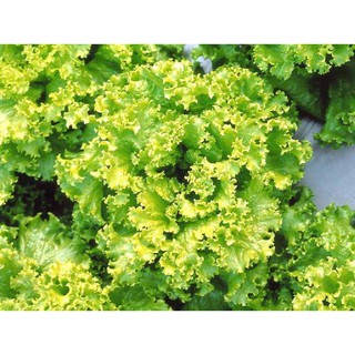 LETTUCE GRAND RAPID SEEDS BY KNOWN YOU 10 GRAMS #2