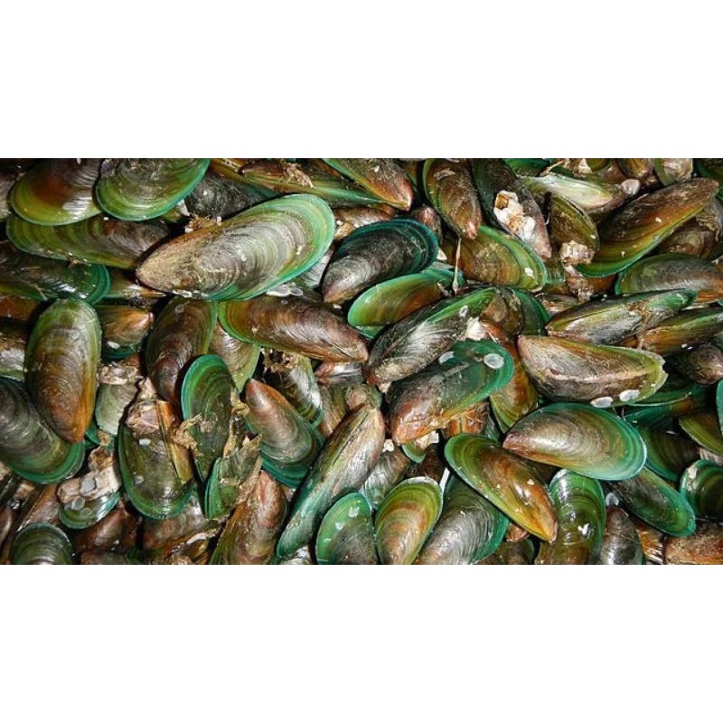 FRESH SEAFOODS TAHONG 1kg Shopee Philippines
