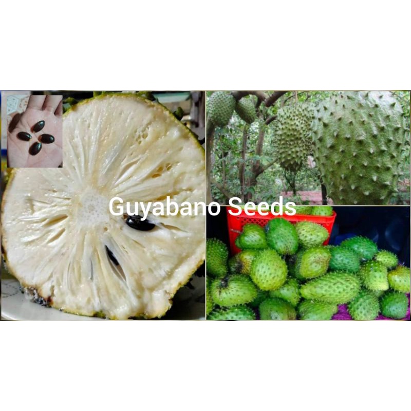 Guyabano Seeds (12 pcs in a pack Buy 3 get 1 free) | Shopee Philippines