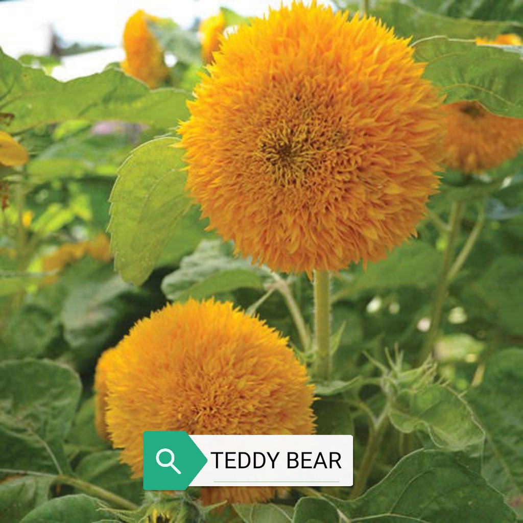 Red Teddy Bear Sunflower