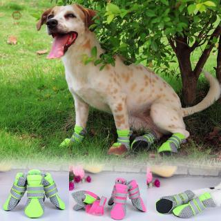 shoes for dog walking