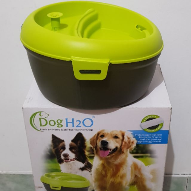 senior cat stopped eating