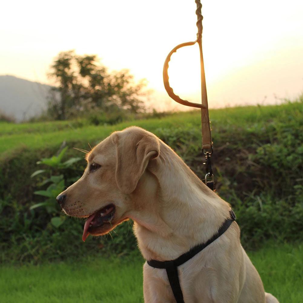 long outdoor dog leash