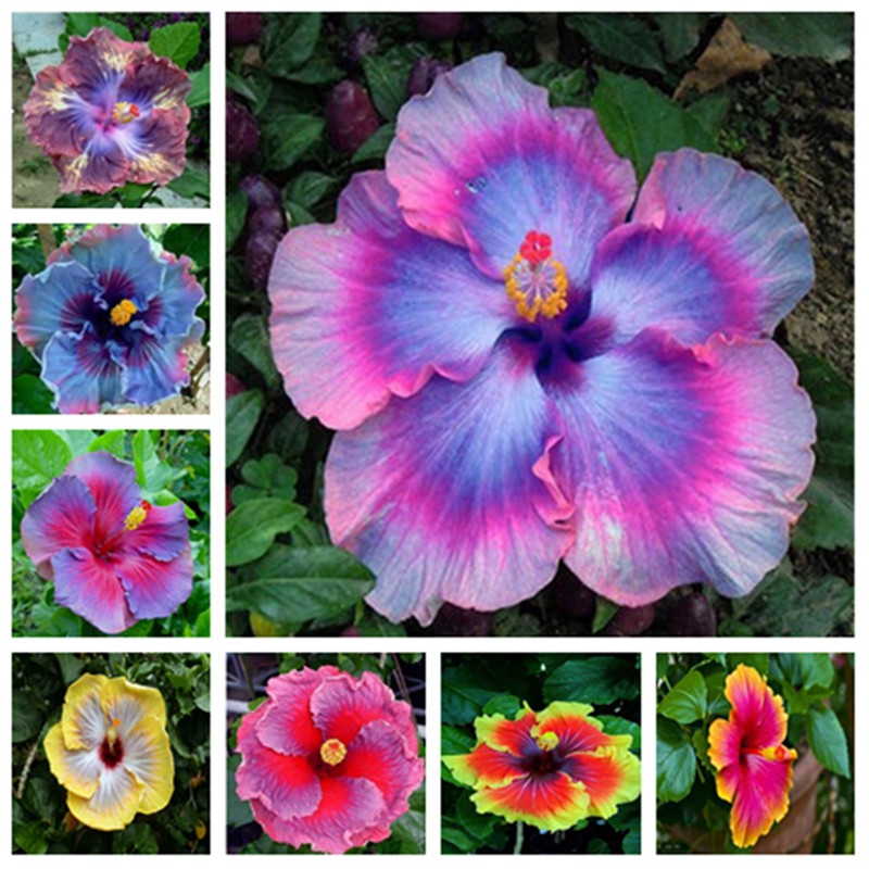 Plants Seeds Bulbs 100pcs Rare Giant Hibiscus Exotic Coral