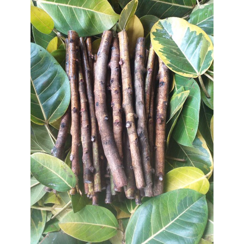 Lemon Lime Rubber Plant Add a Pop of Color to Your Home with This Easy