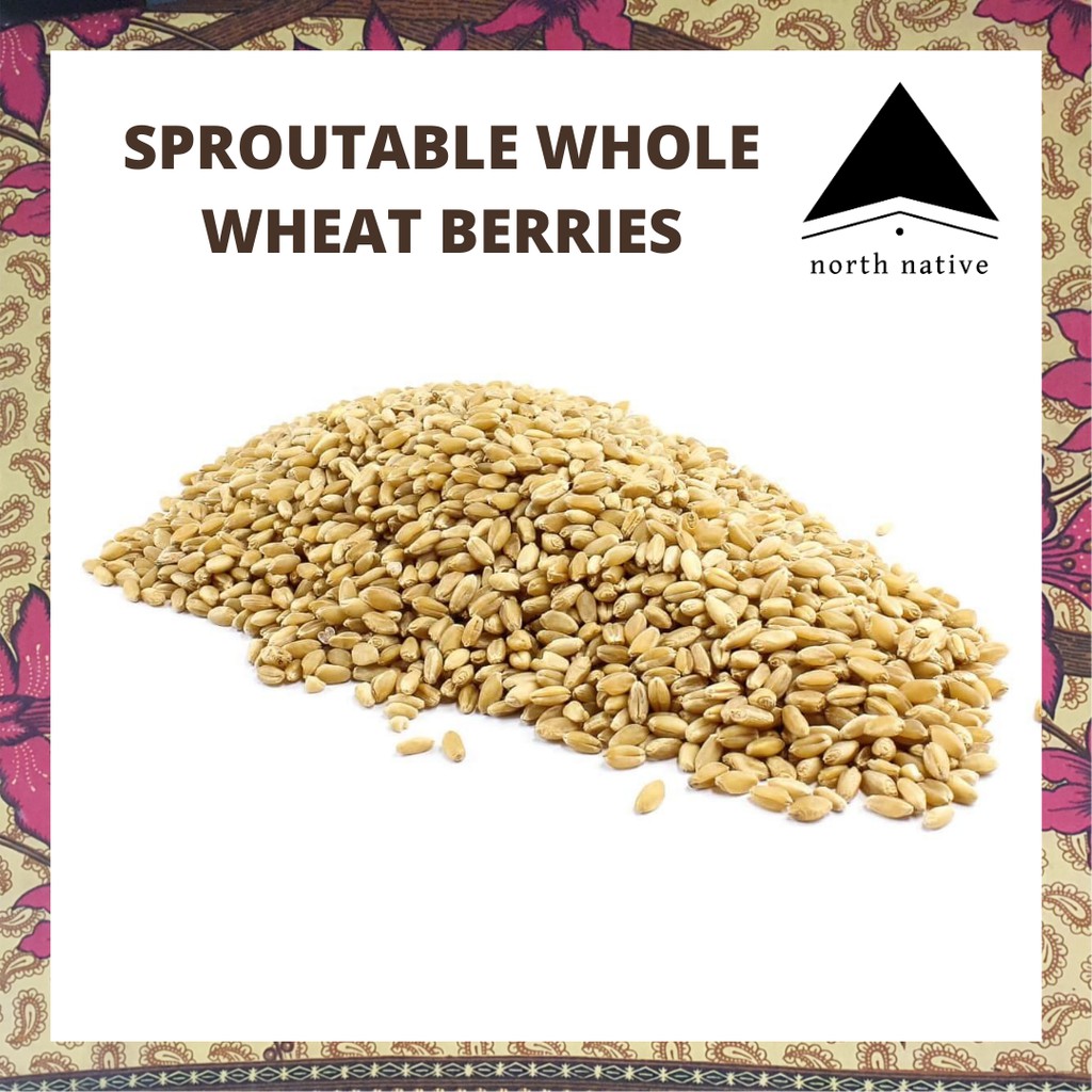 Sproutable Whole Wheat Berries / Wheatgrass 1kg pack Shopee Philippines