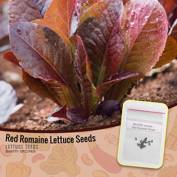 Red Romaine Seeds - Lettuce Seeds Rouge