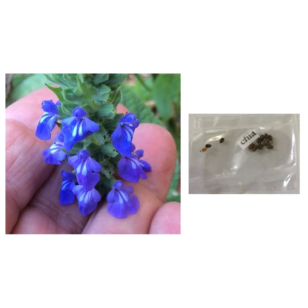 Chia flower plant seeds Shopee Philippines