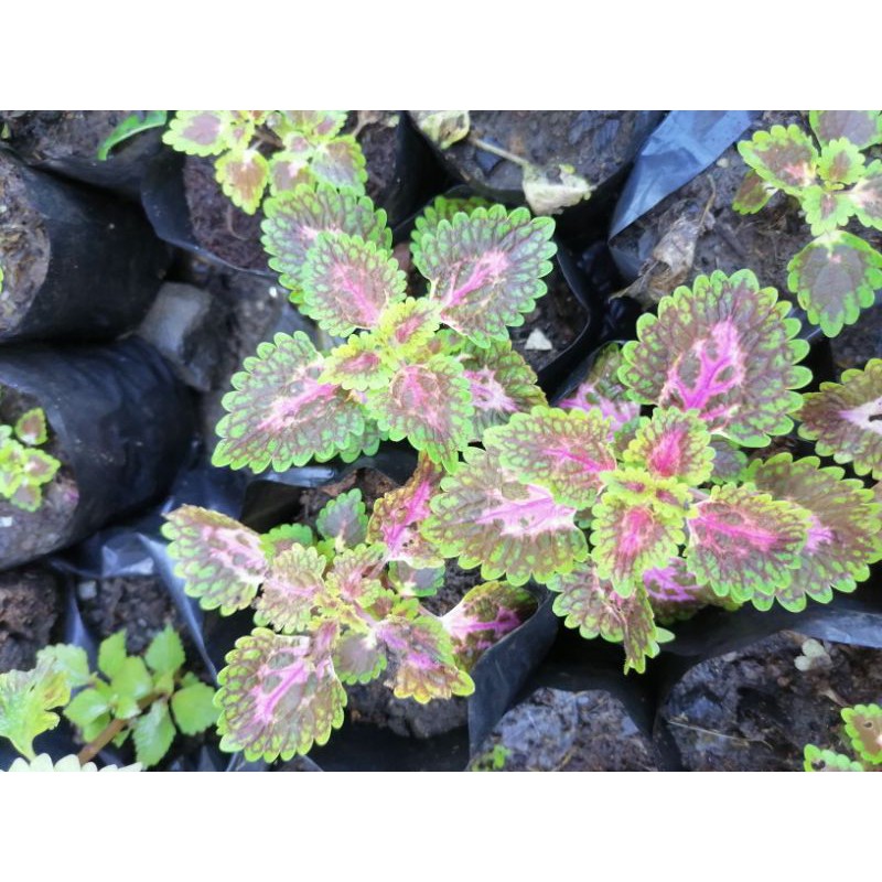 DWARF AND SMALL SIZES MAYANA PLANTS/COLEUS Shopee