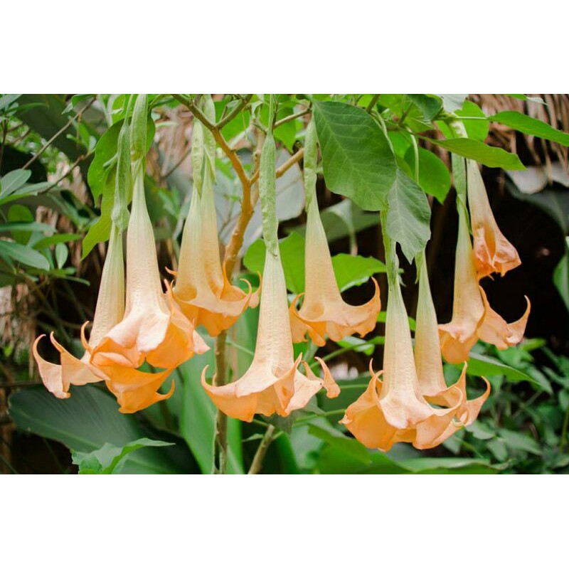 angel-s-trumpet-cuttings-or-brugmansia-cuttings-shopee-philippines