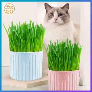 Cat grass seeds knit with pot and solid