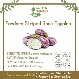 Pandora Striped Rose Eggplant | Eggplant Seeds