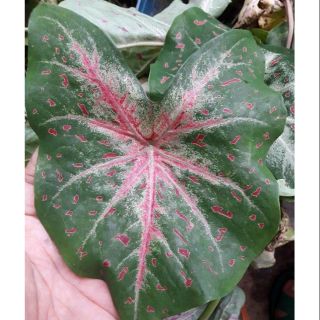 Caladium Florida Clown Indoor Outdoor Plant Shopee Philippines