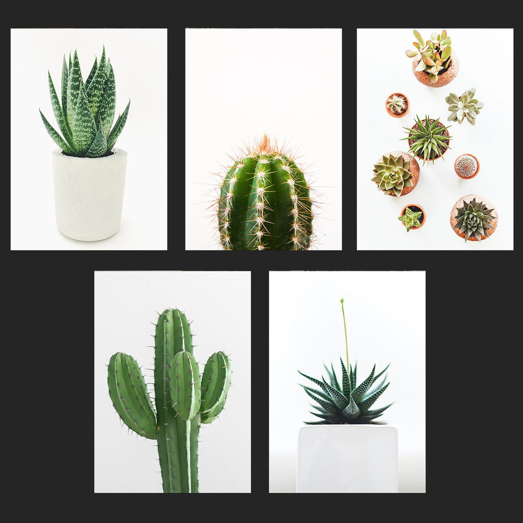 Cactus Wall Decor Photo Laminated A4 Size *No Frame Included Shopee