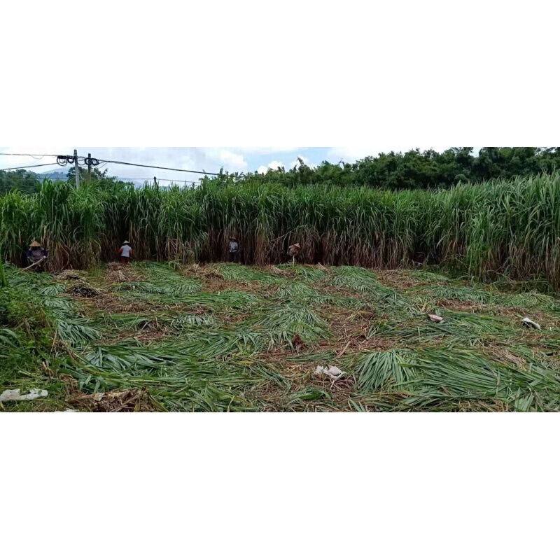 Bosiju Perennial Grass Queen Sweet Elephant Grass Seed Napier Seeds Giant Grass Seed Mu Grass