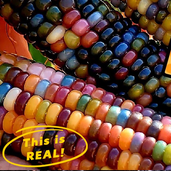 Corn Seeds Glass Gem Rainbow Corn Mexican Seeds Shopee