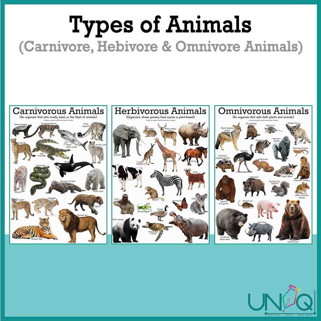 Uniq Laminated Educational Wall Charts Omnivore Herbivore Carnivore ...