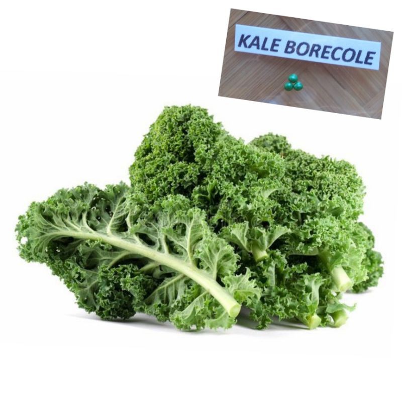 Kale Borecole (3Pcs/Pack) Shopee Philippines
