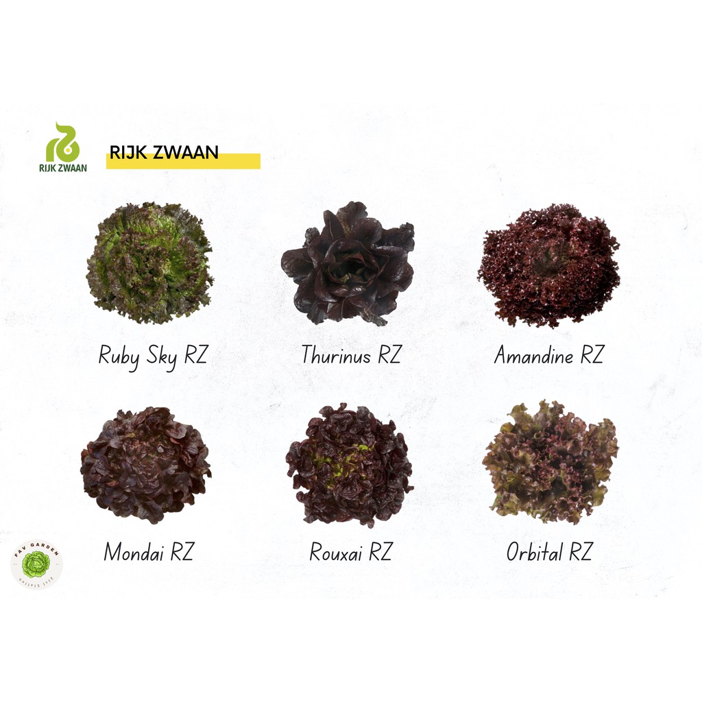 Repacked Rijk Zwaan Lettuce Seeds 100 Seeds Enza Zaden Lettuce Seeds 100 Seeds Lalique 2047