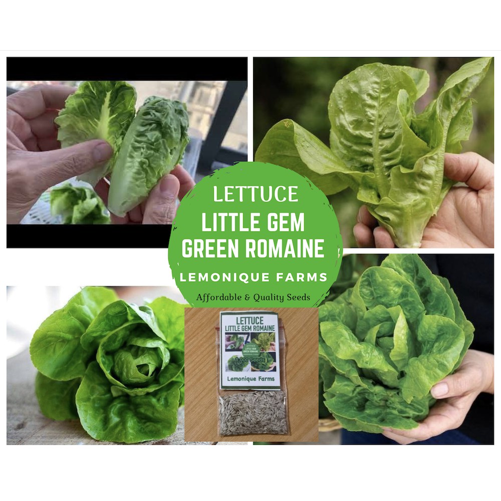LITTLE GEM ROMAINE Sucrine lettuce little romaine sugar cos