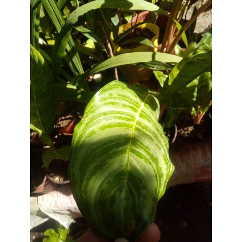 family of gabigabi(stripe leaves) Shopee Philippines