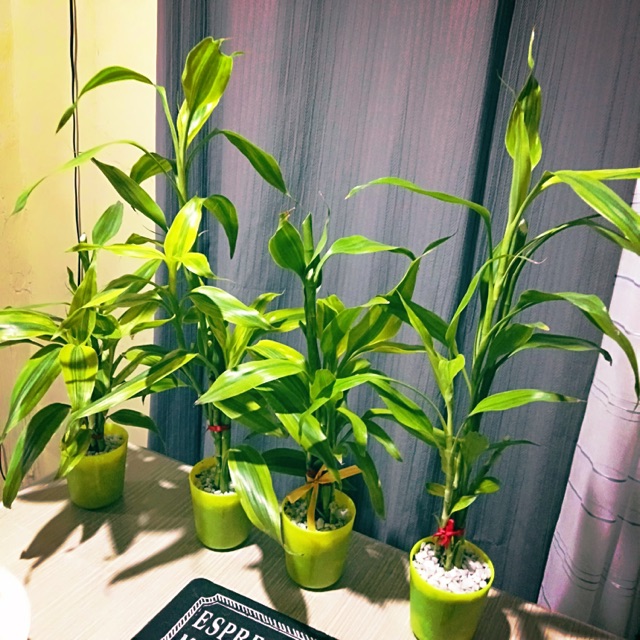 bamboo money plant