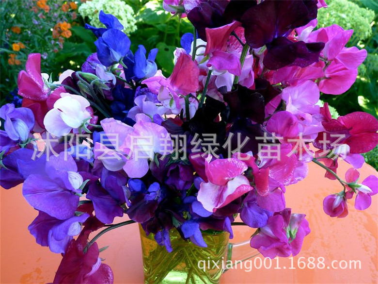 100pcs sweet pea seed, spring and autumn sowing indoor fragrant herb flower seeds