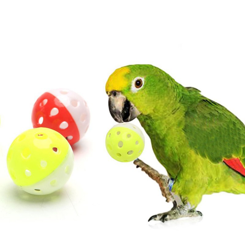 buy bird toys online