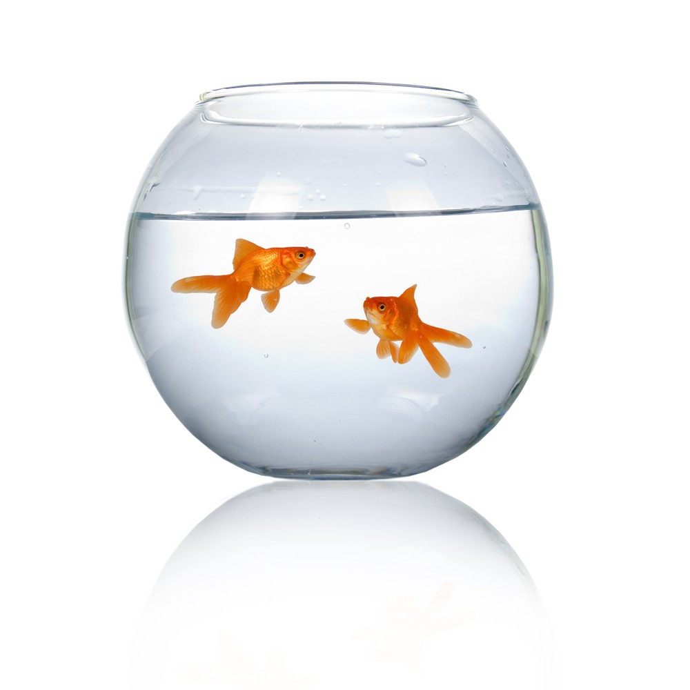 Round Crystal Clear Fish Bowl (8x8cm | Shopee Philippines