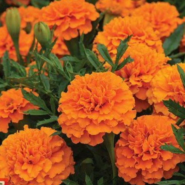 Marigold Beautiful Flower Seeds Shopee Philippines