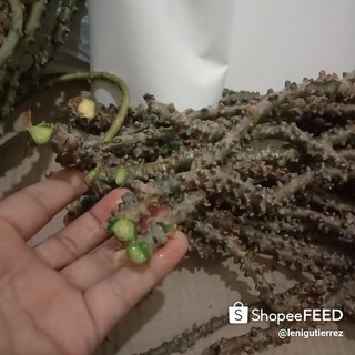 shopee plant stem